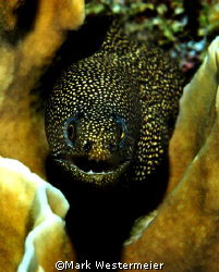 Prowling - Image taken in Bonaire with a Nikon D100, 105m... by Mark Westermeier 
